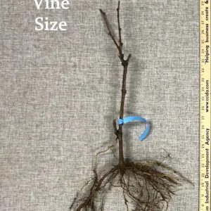 St. Pepin Grape Vine - 2 Bare Root Live Plants - White Table & Wine Grape - Image 2
