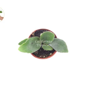 Staghorn Fern Live Plant – 2 inch Pot – Unique Indoor Houseplant - Image 2