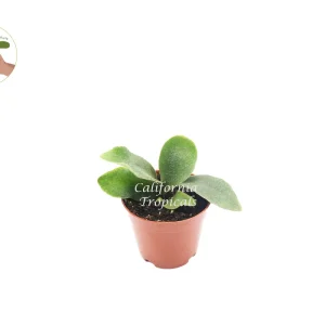 Staghorn Fern Live Plant – 2 inch Pot – Unique Indoor Houseplant - Image 1