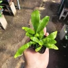 Staghorn Fern Live Plant – 2in & 4in Potted Houseplant – Unique Foliage - Image 1