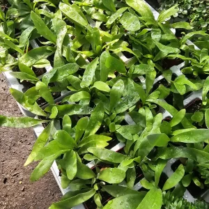 Staghorn Fern Live Plant – 2in & 4in Potted Houseplant – Unique Foliage - Image 3