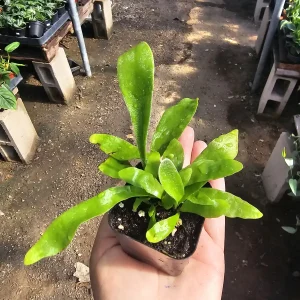 Staghorn Fern Live Plant – 2in & 4in Potted Houseplant – Unique Foliage - Image 4