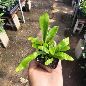 Staghorn Fern Live Plant – 2in & 4in Potted Houseplant – Unique Foliage - Image 5
