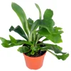 Staghorn Fern Live Plant – 4 inch Potted Houseplant – Unique Foliage - Image 1