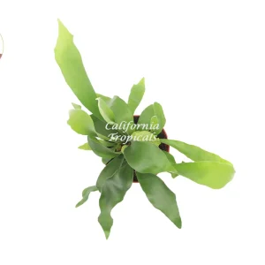 Staghorn Fern Live Plant - 6-inch Potted Hanging Plant for Indoors - Image 2