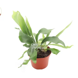 Staghorn Fern Live Plant - 6-inch Potted Hanging Plant for Indoors - Image 1