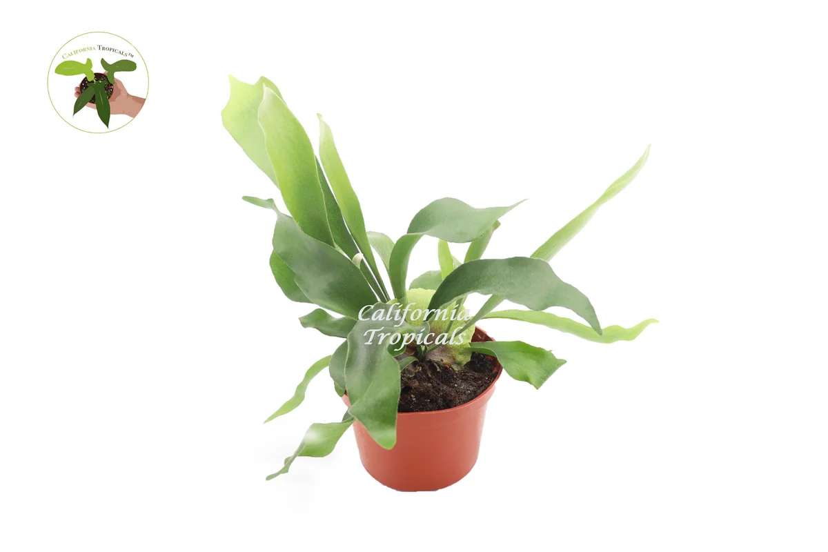 Staghorn Fern Live Plant - 6-inch Potted Hanging Plant for Indoors - Image 1