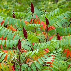 Staghorn Sumac Bareroot Seedling - Live Plant - 2 Pack, 1-2 ft Tall, Outdoor Shrub - Image 2