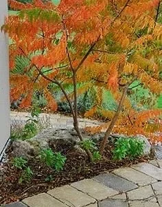 Staghorn Sumac Bareroot Seedling - Live Plant - 2 Pack, 1-2 ft Tall, Outdoor Shrub - Image 1