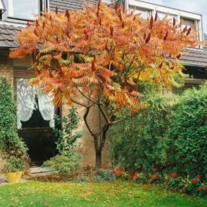 Staghorn Sumac Bareroot Seedling - Live Plant - 2 Pack, 1-2 ft Tall, Outdoor Shrub - Image 3