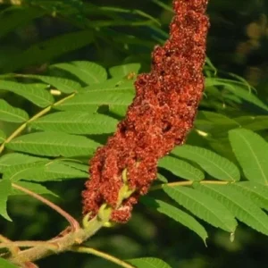 Staghorn Sumac Bareroot Seedling - Live Plant - 2 Pack, 1-2 ft Tall, Outdoor Shrub - Image 4