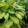 Stained Glass Hosta Bareroot Plant - Fragrant, Slug Resistant, Zones 3-9 - Image 1
