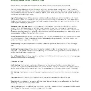 Stained Glass Hosta Bareroot Plant - Fragrant, Slug Resistant, Zones 3-9 - Image 4