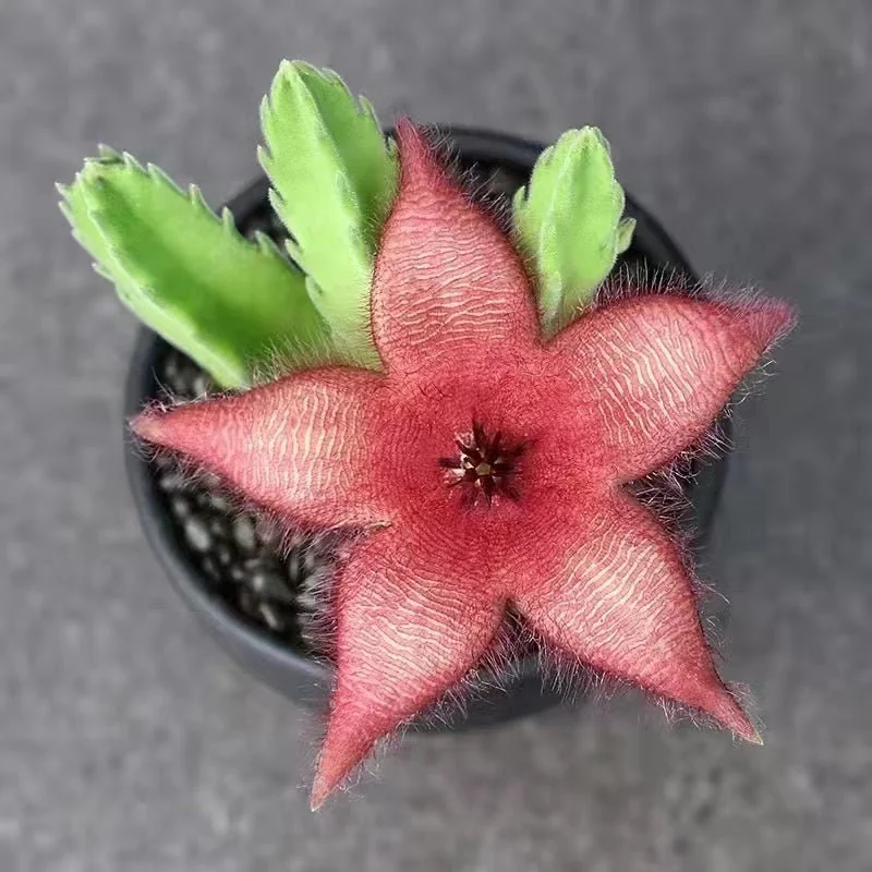 Stapelia Grandiflora Live Succulent Plant – Starfish Flower – Drought-Tolerant - Image 1