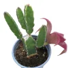 Stapelia grandiflora Succulent Plant - Starfish Flower Live Plant - Image 1