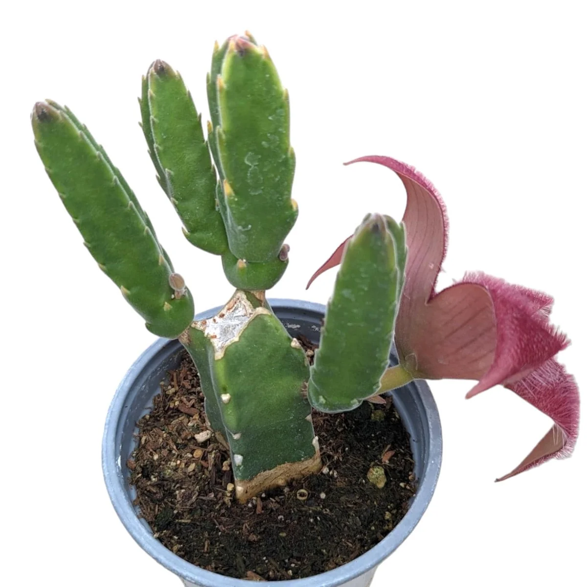 Stapelia grandiflora Succulent Plant - Starfish Flower Live Plant - Image 1