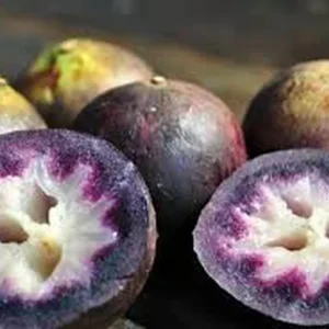 Star Apple Caimito Tree Live Plant – 1 Gallon Pot – Tropical Fruit Tree - Image 3