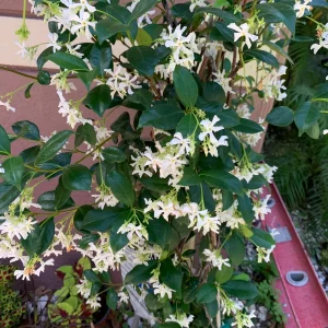 Star Confederate & Night Blooming Jasmine Live Plant Combo - 2 Pack, 12 inches tall - Image 5