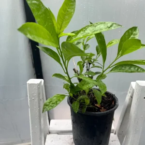 Star Confederate & Night Blooming Jasmine Live Plant Combo - 2 Pack, 12 inches tall - Image 7