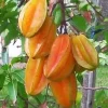 Star Fruit Averrhoa Carambola, Grafted, in 3 gallons pot. Kary starfruit, Kari, no ship to HI - Image 1