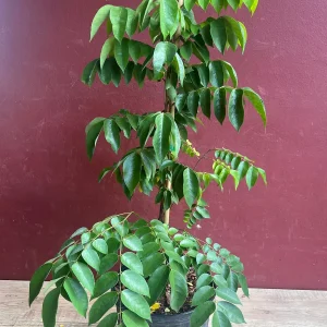 Star Fruit Averrhoa Carambola, Grafted, in 3 gallons pot. Kary starfruit, Kari, no ship to HI - Image 2