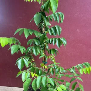 Star Fruit Averrhoa Carambola, Grafted, in 3 gallons pot. Kary starfruit, Kari, no ship to HI - Image 5