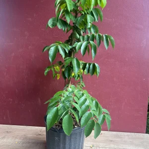 Star Fruit Averrhoa Carambola, Grafted, in 3 gallons pot. Kary starfruit, Kari, no ship to HI - Image 6