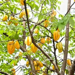 Star Fruit Live Plant – Carambola Tree in Half Gallon Pot – Tropical Fruit - Image 2