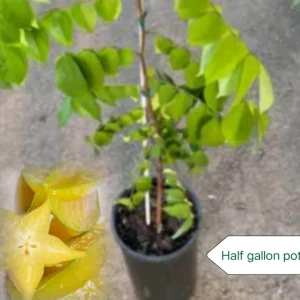Star Fruit Live Plant – Carambola Tree in Half Gallon Pot – Tropical Fruit - Image 3