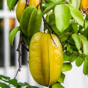 Star Fruit Live Plant – Carambola Tree in Half Gallon Pot – Tropical Fruit - Image 1