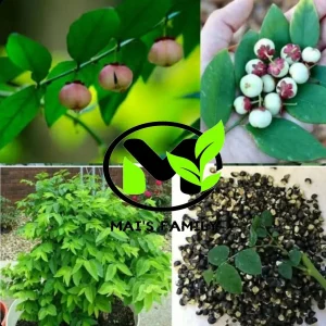 Star Gooseberry Leaves Seeds - Rau Bồ Ngót, Sweet Leaf Seeds for Planting - Image 2