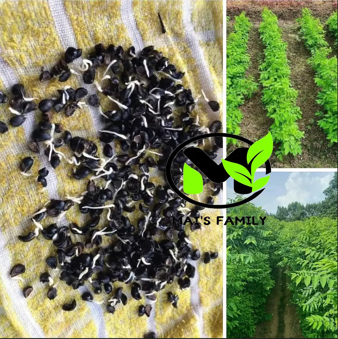 Star Gooseberry Leaves Seeds - Rau Bồ Ngót, Sweet Leaf Seeds for Planting - Image 3