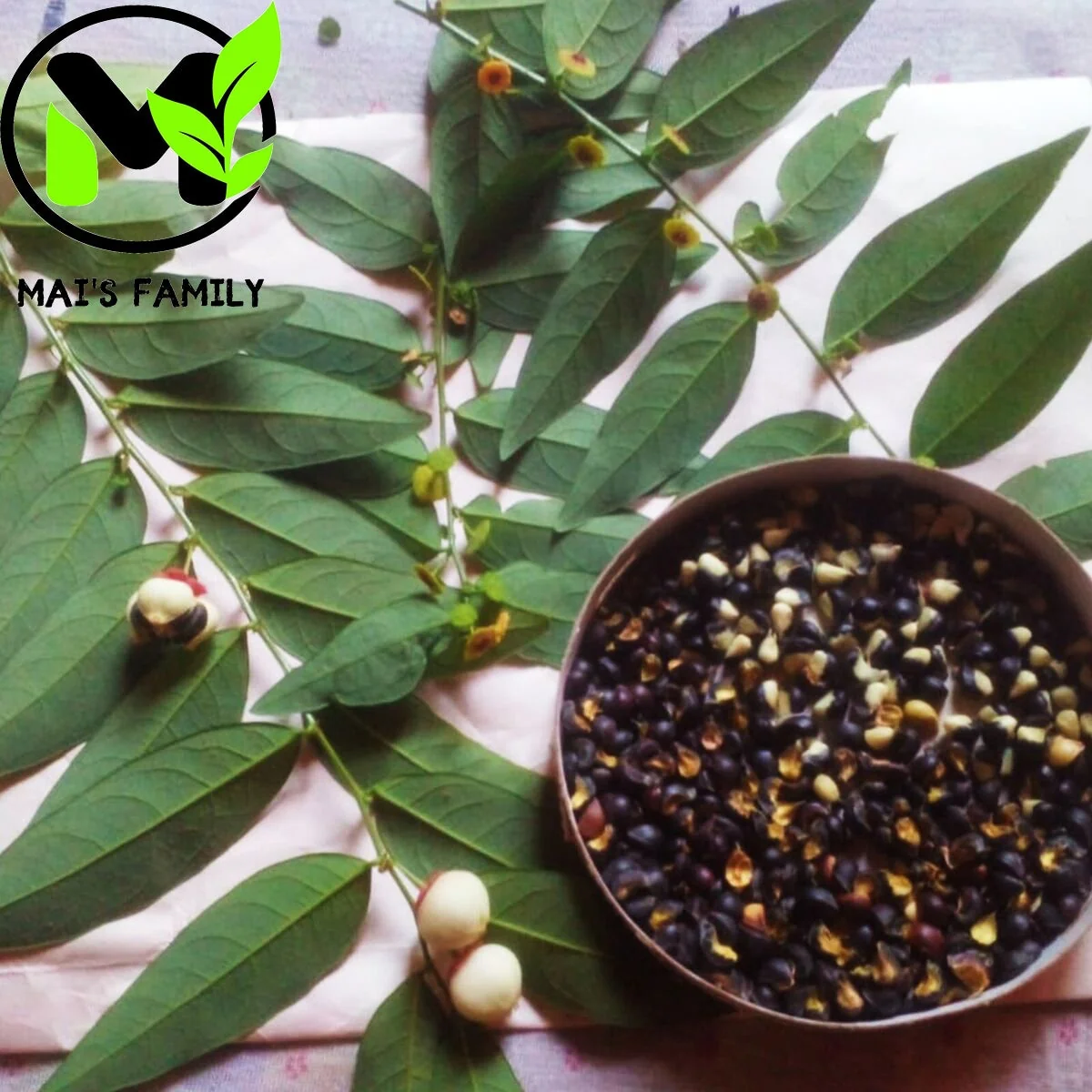 Star Gooseberry Leaves Seeds - Rau Bồ Ngót, Sweet Leaf Seeds for Planting - Image 1