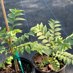 Star Gooseberry Live Plant (Phyllanthus Acidus) - Edible Fruit Tree - 6