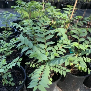 Star Gooseberry Live Plant (Phyllanthus Acidus) - Edible Fruit Tree - 6