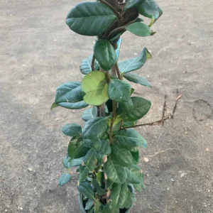 Star Jasmine Live Plant - Trachelospermum jasminoides - 3-4ft Tall, 3 Gallon Pot - Fragrant Outdoor Vine - Image 2