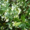 Star Jasmine Live Plant - Trachelospermum jasminoides - 3-4ft Tall, 3 Gallon Pot - Fragrant Outdoor Vine - Image 1
