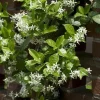 Star Jasmine 'Madison' Live Plant – 2 feet Tall – 1 Gallon Pot – Outdoor Vine - Image 1