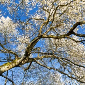 Star Magnolia Live Plant – Fragrant White Blooms – 4-inch Pot – 6-12 inches tall – Outdoor Shrub/Tree - Image 10