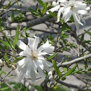 Star Magnolia Live Plant – Fragrant White Blooms – 4-inch Pot – 6-12 inches tall – Outdoor Shrub/Tree - Image 3