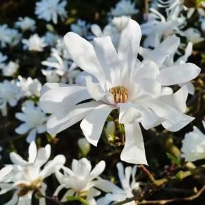 Star Magnolia Live Plant – Fragrant White Blooms – 4-inch Pot – 6-12 inches tall – Outdoor Shrub/Tree - Image 4