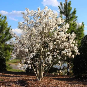 Star Magnolia Live Plant – Fragrant White Blooms – 4-inch Pot – 6-12 inches tall – Outdoor Shrub/Tree - Image 5