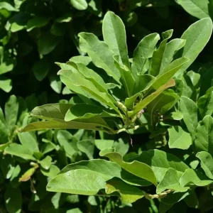 Star Magnolia Live Plant – Fragrant White Blooms – 4-inch Pot – 6-12 inches tall – Outdoor Shrub/Tree - Image 7
