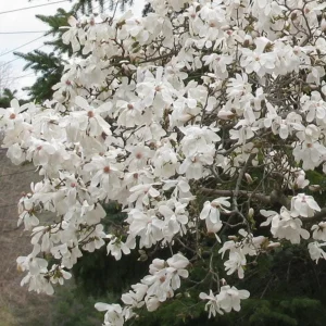 Star Magnolia Live Plant – Fragrant White Blooms – 4-inch Pot – 6-12 inches tall – Outdoor Shrub/Tree - Image 8