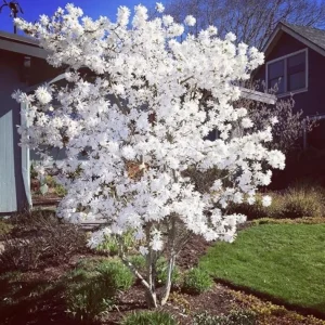 Star Magnolia Live Plant – Fragrant White Blooms – 4-inch Pot – 6-12 inches tall – Outdoor Shrub/Tree - Image 9