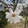 Star Magnolia Live Plant – Fragrant White Blooms – 4-inch Pot – 6-12 inches tall – Outdoor Shrub/Tree - Image 1