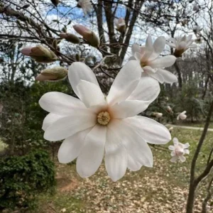 Star Magnolia Live Plant – Fragrant White Blooms – 4-inch Pot – 6-12 inches tall – Outdoor Shrub/Tree - Image 1