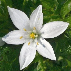 Star of Bethlehem Bulbs - Ornithogalum Umbellatum - White Flowers - Outdoor - Image 2