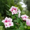 Starblast Chiffon Rose of Sharon - Hibiscus syriacus Live Plant - 4" Pot - Image 1