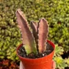 Starfish Flower Cactus Live Succulent Plant - Giant Zulu, Giant Toad in 2-4 inch Pot - Image 2